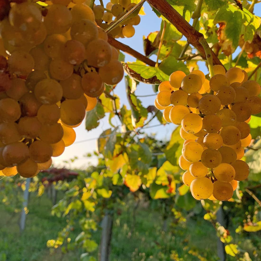 Bodega en las Rías Baixas