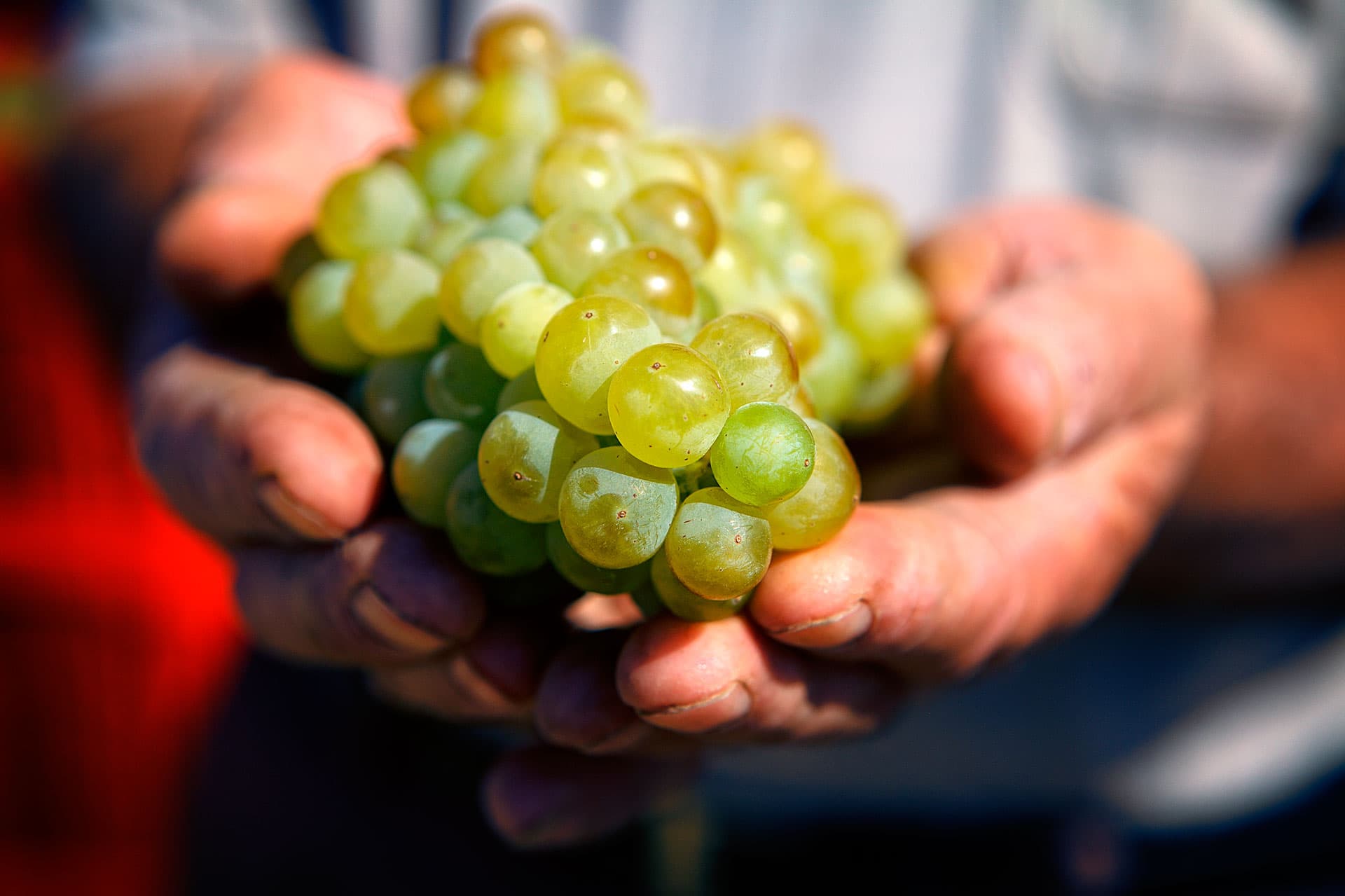 Contactar con bodega en las Rías Baixas