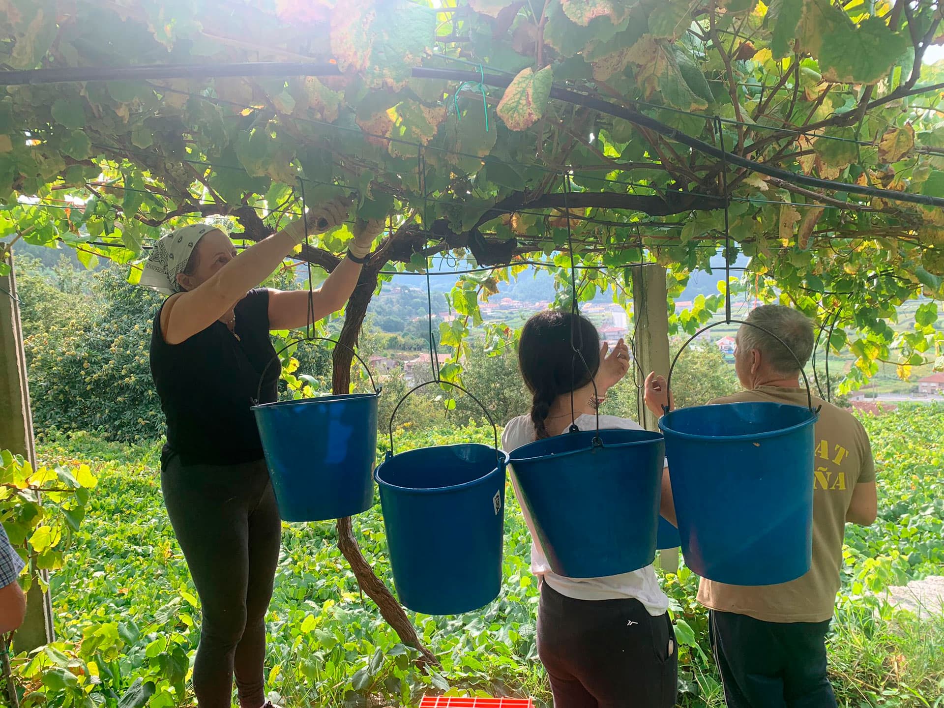 Noticias de bodega en Marín Adega Ardán