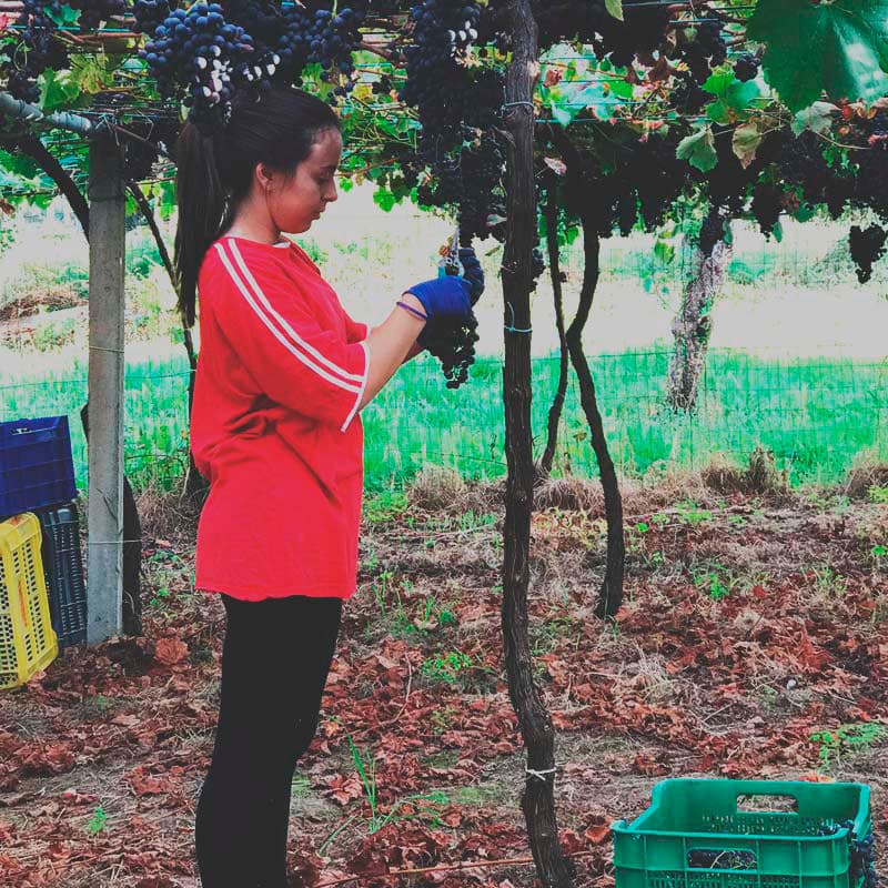 Visita a una bodega en las Rías Baixas