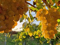 Las diferencias entre el albariño y el caíño blanco, dos variedades con personalidad propia